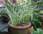 Acorus  Herbaceous Planta motley, einkenni, mynd
