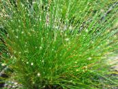 Inni plöntur Fiber-Sjóntaugum Gras, Isolepis cernua, Scirpus cernuus mynd, einkenni grænt