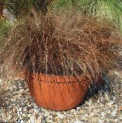 Innendørs planter Carex, Starr bilde, kjennetegn brun