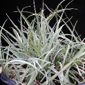 Szobanövények Carex, Sás fénykép, jellemzők ezüstös