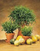 ミニチュア竹 (Pogonatherum) 草本植物 緑色, 特性, フォト
