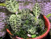 Macodes  Lágyszárú Növény tarkabarka, jellemzők, fénykép