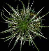 Feeengel (Hechtia) Kruidachtige Plant donkergroen, karakteristieken, foto