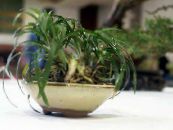 Svart Drake, Lilja-Turf, Ormens Skägg (Ophiopogon) Örtväxter grön, egenskaper, foto