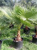 Washingtonia  Tree green, characteristics, photo
