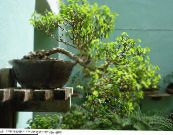 Kapalı bitkiler Kar Çalı çalı, Breynia fotoğraf, özellikleri yeşil