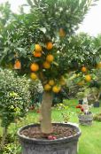 Toataimed Magusa Apelsini puu, Citrus sinensis foto, omadused roheline