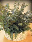 Mahagonija Paprat, Zemaljske Paprat (Didymochlaena) Zeljasta Biljka zelena, karakteristike, foto