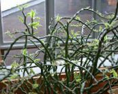 Plante de interior Scara Jacobs, Diavoli Coloana Vertebrală arbust, Pedilanthus fotografie, caracteristici pestriț