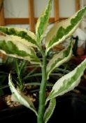 Εσωτερικά φυτά Jacobs Σκάλα, Διάβολοι Ραχοκοκαλιά θάμνοι, Pedilanthus φωτογραφία, χαρακτηριστικά στιγματισμένος