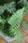 Polypodie (Polypodium) Herbeux vert, les caractéristiques, photo