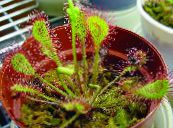 Yuvarlak Yapraklı Sundew (Drosera) Otsu Bir Bitkidir kırmızı, özellikleri, fotoğraf