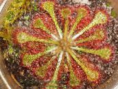 Sisäkasvit Round-Leaved Sundew, Drosera kuva, ominaisuudet vaalean-vihreä
