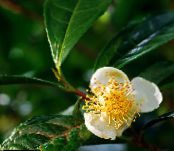Thé (Tea) Des Arbustes vert, les caractéristiques, photo