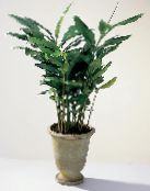 Cardamomum, Elettaria Cardamomum  Lágyszárú Növény zöld, jellemzők, fénykép