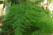 Kamerplanten Asperge, Asparagus foto, karakteristieken groen