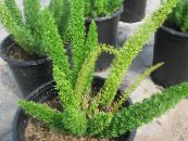 Topfpflanzen Spargel, Asparagus foto, Merkmale grün