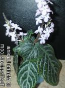 Chamaeranthemum, Indija Biljka   lakrdijašica, karakteristike, foto