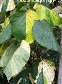 Pokrzywiec Wilkes (Acalypha wilkesiana) Krzaki plamisty, charakterystyka, zdjęcie