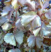Ogenj Zmaj Acalypha, Hoja De Cobre, Baker Leaf (Acalypha wilkesiana) Grmi vino, značilnosti, fotografija