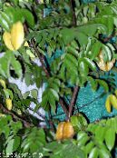 Karambolos, Starfrui (Averrhoa carambola) Medis žalias, charakteristikos, nuotrauka