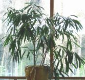 屋内植物 竹, Bambusa フォト, 特性 緑色