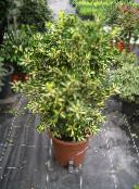 Krukväxter Japansk Spindel buskar, Euonymus japonica foto, egenskaper spräcklig