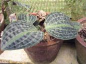 Vidinis augalai Geogenanthus, Seersucker Augalų nuotrauka, charakteristikos margas