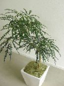 屋内植物 偽アラリア 木, Dizygotheca elegantissima フォト, 特性 暗緑色