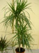 屋内植物 ドラセナ, Dracaena フォト, 特性 緑色