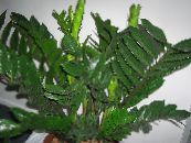 Fet Pojke (Zamiaculcas zamiifolia) Örtväxter mörk-grön, egenskaper, foto
