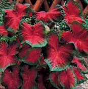 Kapalı bitkiler Caladium fotoğraf, özellikleri kırmızı