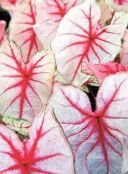 Kapalı bitkiler Caladium fotoğraf, özellikleri rengârenk