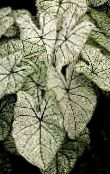 შიდა მცენარეები კალადიუმის, Caladium ფოტო, მახასიათებლები ვერცხლისფერი