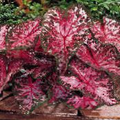 Caladium  Lágyszárú Növény bordó, jellemzők, fénykép