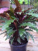 Calathea, Sebra Plante, Påfugl Anlegg   mørk grønn, kjennetegn, bilde