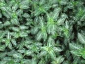 Интериорни растения Callisia, Боливийският Евреин снимка, характеристики на петна
