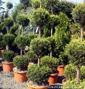Cypress (Cupressus) Träd mörk-grön, egenskaper, foto
