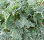 Oxalis  Urteagtige Plante sølvfarvede, egenskaber, foto