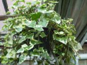 Cape Borostyán, Szülés Borostyán, Viasz Szőlő (Senecio macroglossus) Kúszónövény tarkabarka, jellemzők, fénykép