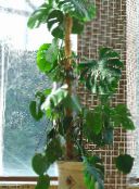 Домашні рослини Монстера ліана, Monstera фото, характеристика темно-зелений