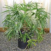 Plante de interior Fantana De Palmier copac, Livistona fotografie, caracteristici verde