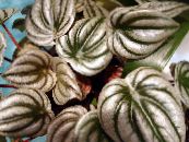 散热器厂，西瓜秋海棠，婴儿橡胶厂 (Peperomia) 草本植物 银, 特点, 照片