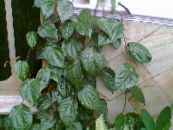 Pokojové rostliny Celebes Paprika, Pepř Velkolepý liána, Piper crocatum fotografie, charakteristiky tmavě-zelená