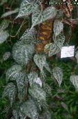 Sobne Rastline Celebes Poper, Veličastno Poper liana, Piper crocatum fotografija, značilnosti pestro