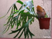 Sobne biljke Staghorn Paprat, Elkhorns, Platycerium foto, karakteristike zelena