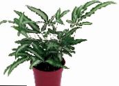 Pteris  Herbaceous Plant motley, characteristics, photo