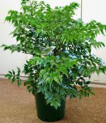 Pokojové rostliny China Doll křoví, Radermachera sinica fotografie, charakteristiky zelená