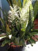 Krukväxter Sansevieria foto, egenskaper spräcklig