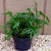 Selaginella  Herbaceous Planta grænt, einkenni, mynd